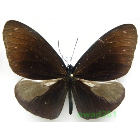 Euploea mulciber (Cramer, 1777) male Philippines 68mm17